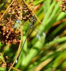 Chlorolestes tessellatus