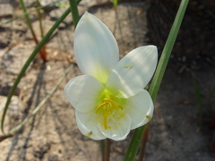 Zephyranthes concolor