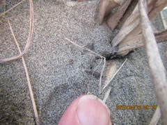 Euacanthella palustris