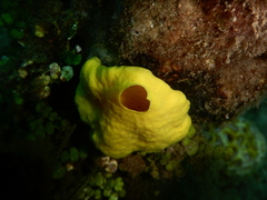 Leucetta chagosensis