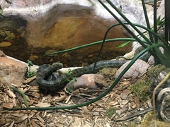 Protobothrops mangshanensis