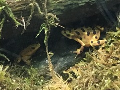 Atelopus zeteki