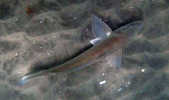 Menticirrhus undulatus