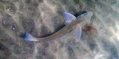 Menticirrhus undulatus