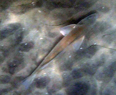 Menticirrhus undulatus