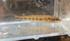 Etheostoma pyrrhogaster