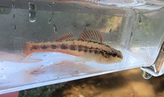 Etheostoma pyrrhogaster