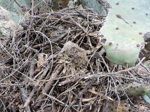 Neotoma micropus