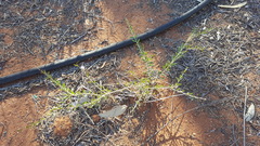 Acacia estrophiolata