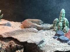 Varanus brevicauda