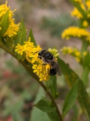 Colletes simulans
