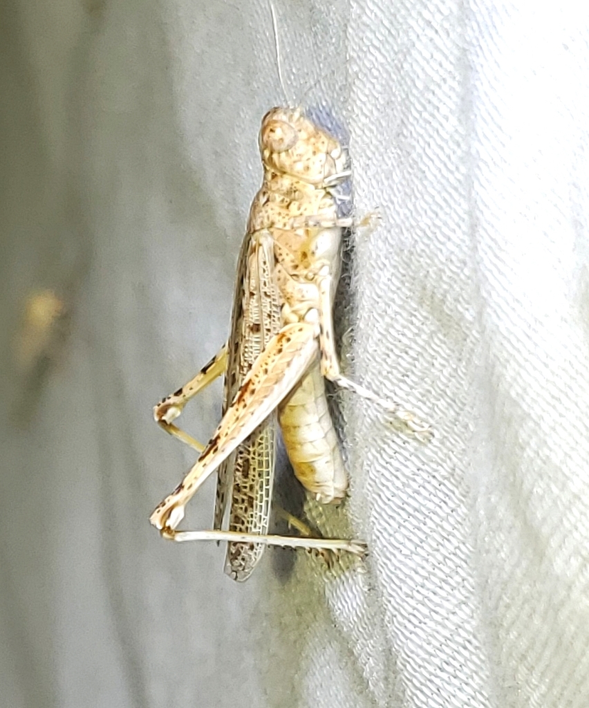 Snow's Desert Grasshopper