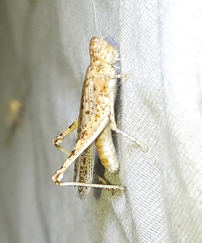 Snow's Desert Grasshopper