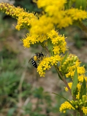Colletes simulans