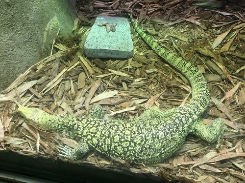 Quince Monitor, Varanus melinus