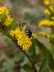 Colletes simulans