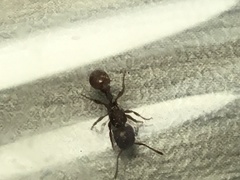 Pogonomyrmex imberbiculus
