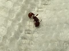 Pogonomyrmex imberbiculus