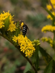 Colletes simulans