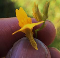 Utricularia prehensilis