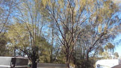 Acacia estrophiolata