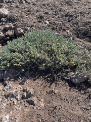 Acmispon dendroideus dendroideus
