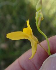Utricularia prehensilis
