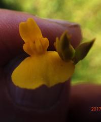 Utricularia prehensilis