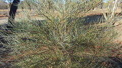 Hakea leucoptera leucoptera