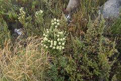 Brunia sphaerocephala
