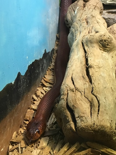 African Cobra, Naja pallida