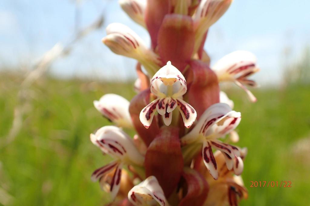 Satyrium cristatum