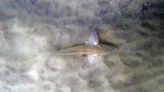 Menticirrhus undulatus