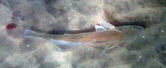Menticirrhus undulatus