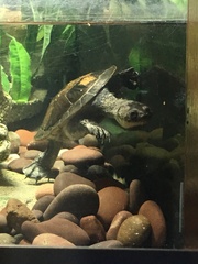 Chelodina mccordi