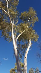 Corymbia aparrerinja