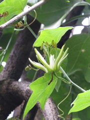 Passiflora herbertiana herbertiana