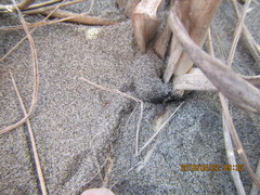 Euacanthella palustris