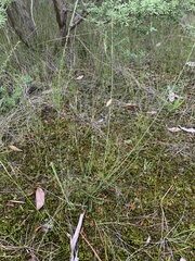 Sphaerolobium vimineum