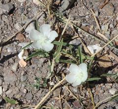 Malvella sagittifolia