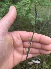 Sphaerolobium vimineum