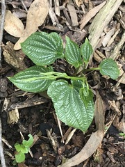 Dioscorea galeottiana