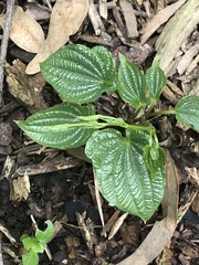 Dioscorea galeottiana
