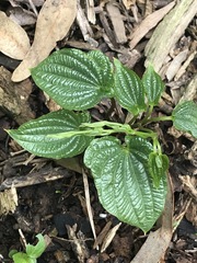 Dioscorea galeottiana