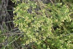 Baccharis boliviensis