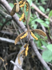 Phoradendron velutinum