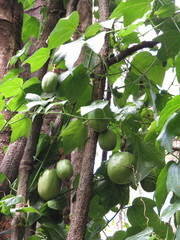 Passiflora herbertiana herbertiana