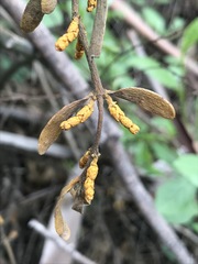 Phoradendron velutinum