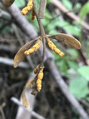 Phoradendron velutinum