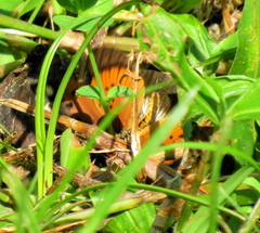 Acraea encedon encedon